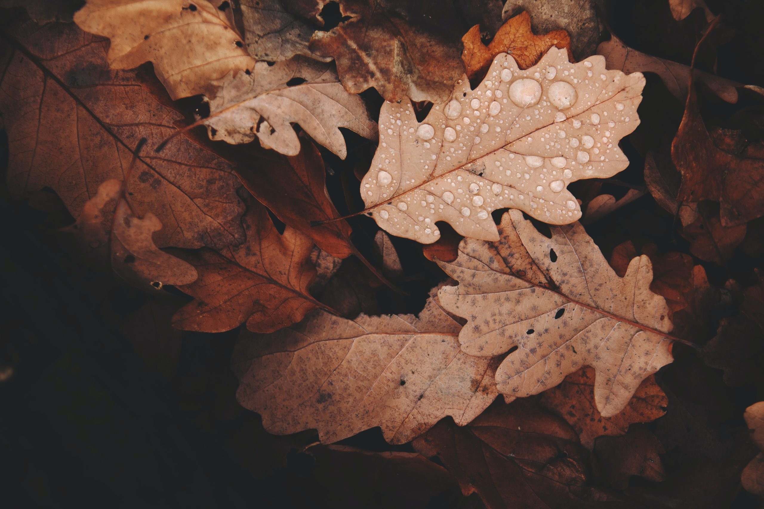 L'abbraccio che non mi hai dato | Poesia di Francesco Nigri: L'abbraccio che non mi hai dato è il lutto dell'autunno..